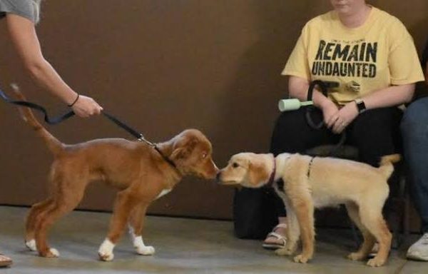 Puppies