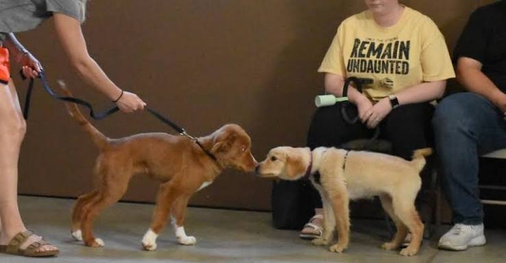 Puppies